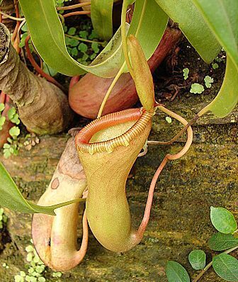 Nepenthes ventricosa · iNaturalist