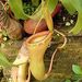 Nepenthes ventricosa - Photo (c) Ivo Antušek,  זכויות יוצרים חלקיות (CC BY-NC)
