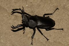 Rhaetulus crenatus