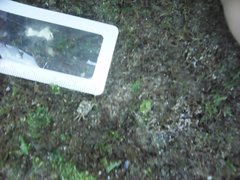 Pachygrapsus marmoratus