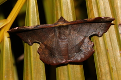 Fascellina chromataria