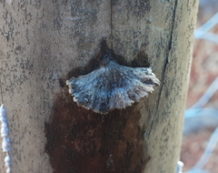 Schizophyllineae