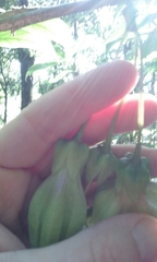 Merinthopodium neuranthum