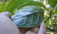 Merinthopodium neuranthum