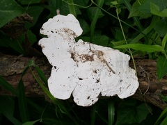 Fungi