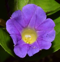Ipomoea meyeri