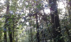 Merinthopodium neuranthum