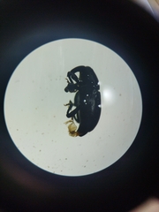 Aulacobaris
