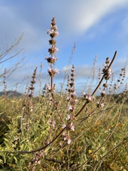 Salvia apiana × mellifera