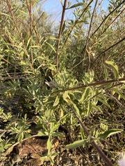 Salvia apiana × mellifera