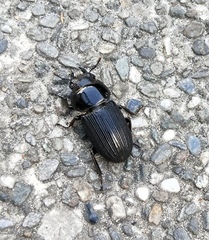 Dorcus miwai
