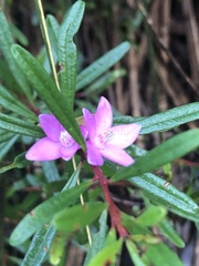 Crowea exalata magnifolia