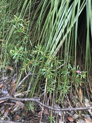 Crowea exalata magnifolia