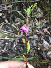 Crowea exalata magnifolia
