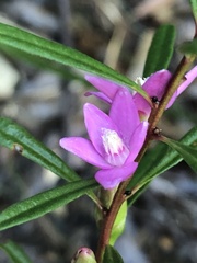 Crowea exalata magnifolia