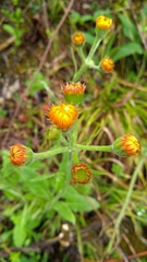 Tephroseris longifolia