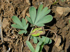 Dicentra uniflora