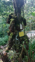 Alsophila firma