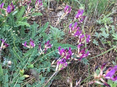 Astragalus buschiorum