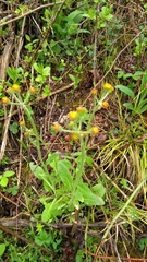 Tephroseris longifolia