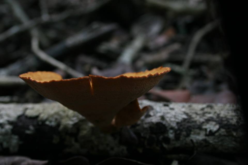 Polyporus varius image