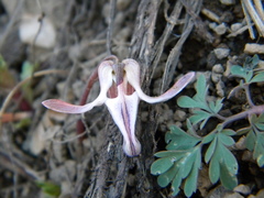 Dicentra uniflora