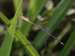 Indolestes insularis