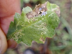 Stigmella ogygia