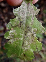 Stigmella ogygia
