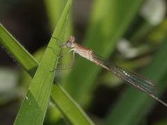 Indolestes insularis