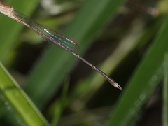 Indolestes insularis