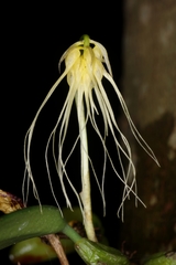 Bulbophyllum vaginatum