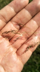 Agrostis infirma
