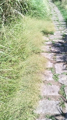Agrostis infirma