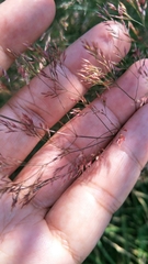Agrostis infirma