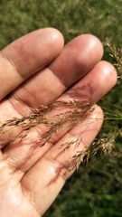 Agrostis infirma