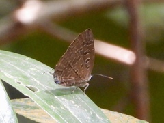 Arhopala eumolphus