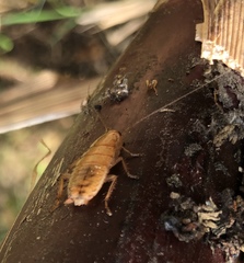 Drymaplaneta heydeniana