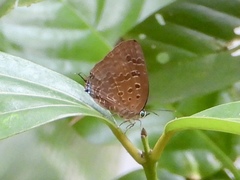 Arhopala eumolphus