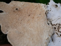 Fungi