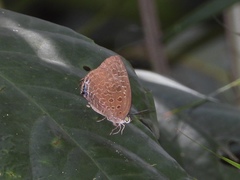 Arhopala eumolphus