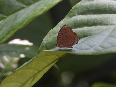 Arhopala eumolphus