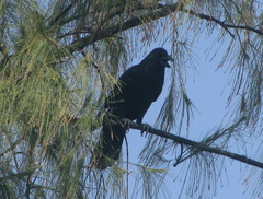 Corvus macrorhynchos levaillantii