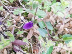 Viola philippica