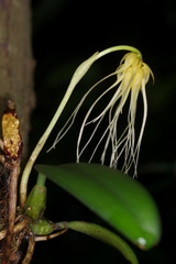 Bulbophyllum vaginatum