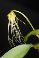Bulbophyllum vaginatum