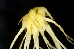 Bulbophyllum vaginatum