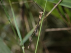 Indolestes insularis