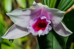 Sobralia decora
