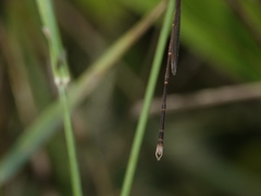 Indolestes insularis